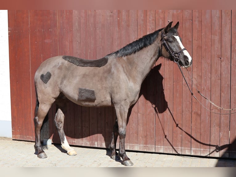 Duitse rijpony Ruin 10 Jaar 153 cm Zwart in Wald