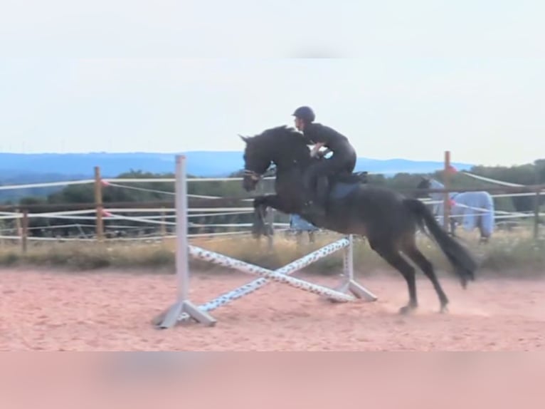 Duitse rijpony Ruin 10 Jaar 155 cm Brown Falb schimmel in Mettlach