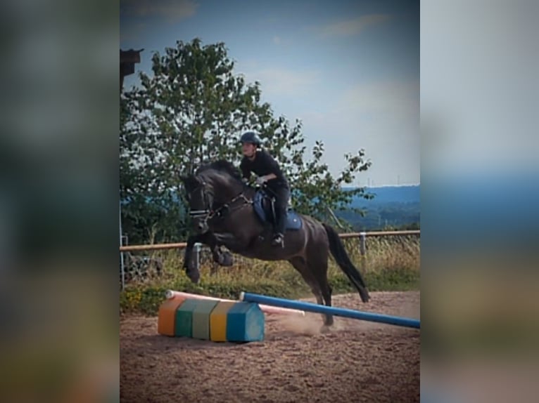 Duitse rijpony Ruin 10 Jaar 155 cm Brown Falb schimmel in Mettlach