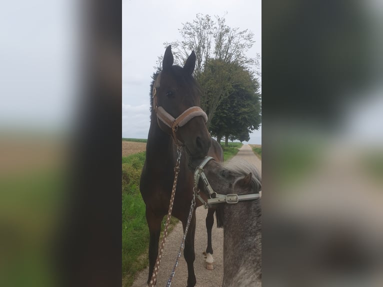 Duitse rijpony Mix Ruin 10 Jaar 156 cm in Jülich