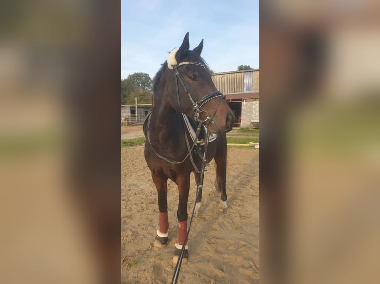 Duitse rijpony Mix Ruin 10 Jaar 156 cm in Jülich