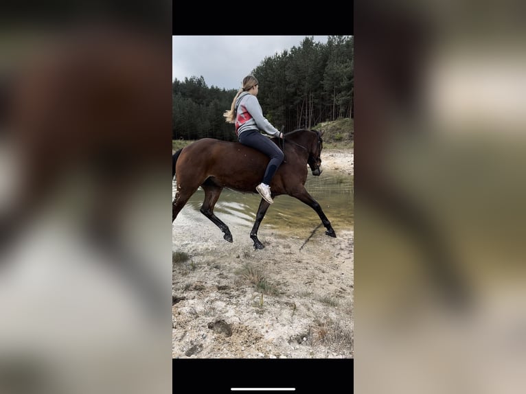 Duitse rijpony Ruin 10 Jaar Bruin in Barnstorf