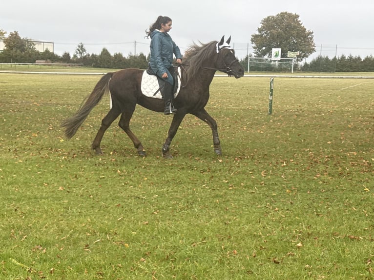 Duitse rijpony Mix Ruin 10 Jaar Donkere-vos in Freyburg