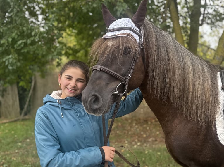 Duitse rijpony Mix Ruin 10 Jaar Donkere-vos in Freyburg