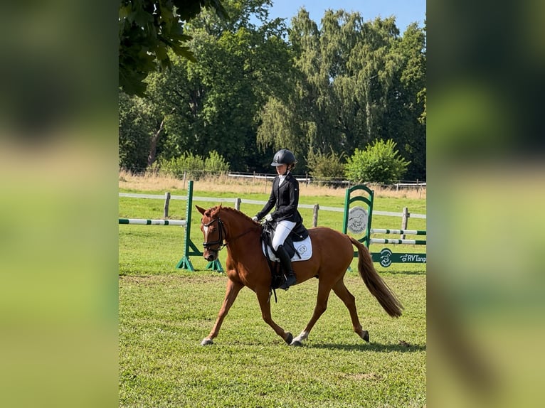 Duitse rijpony Ruin 10 Jaar Vos in Hamburg Winterhude