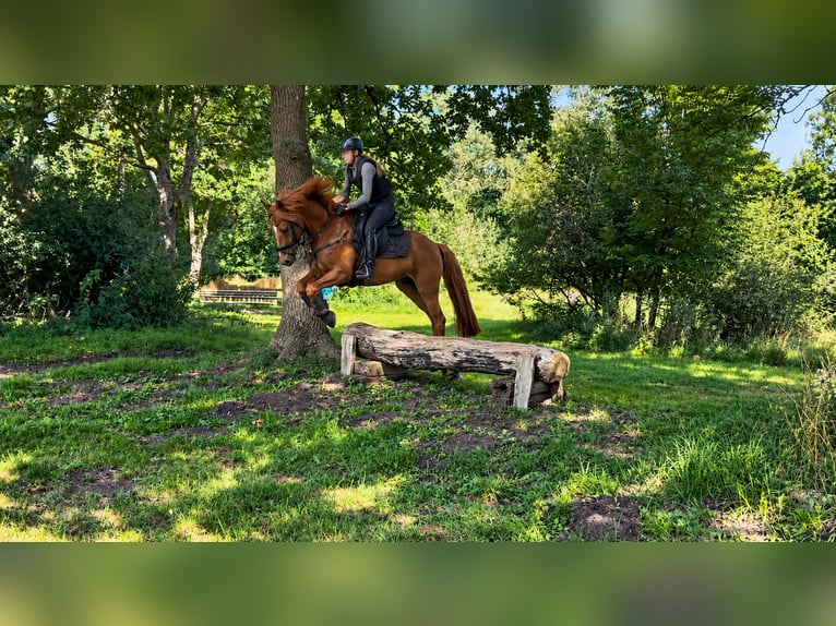 Duitse rijpony Ruin 10 Jaar Vos in Hamburg Winterhude