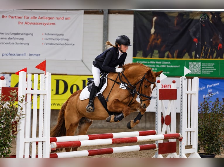 Duitse rijpony Ruin 10 Jaar Vos in Hamburg Winterhude