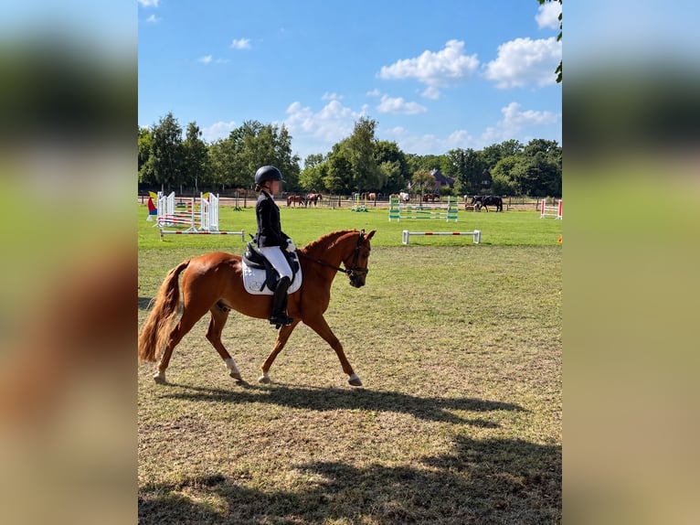 Duitse rijpony Ruin 10 Jaar Vos in Hamburg Winterhude