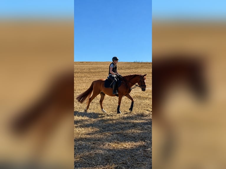 Duitse rijpony Ruin 10 Jaar Vos in Hamburg Winterhude