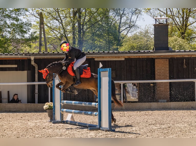 Duitse rijpony Ruin 11 Jaar 137 cm Donkerbruin in Köln
