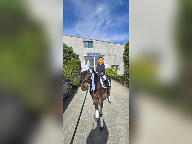 Duitse rijpony Ruin 11 Jaar 137 cm Donkerbruin in Köln