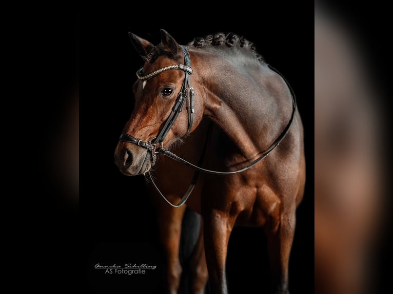 Duitse rijpony Ruin 11 Jaar 140 cm Donkerbruin in Herrenberg