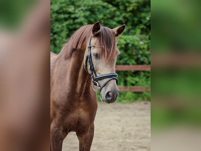 Duitse rijpony Ruin 11 Jaar 142 cm Buckskin in Blekendorf