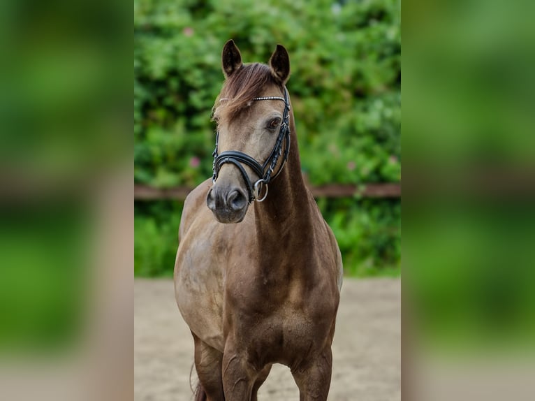 Duitse rijpony Ruin 11 Jaar 142 cm Buckskin in Blekendorf