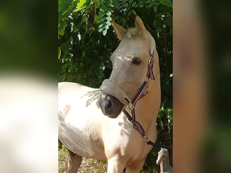 Duitse rijpony Ruin 11 Jaar 142 cm Palomino in Freiburg im Breisgau