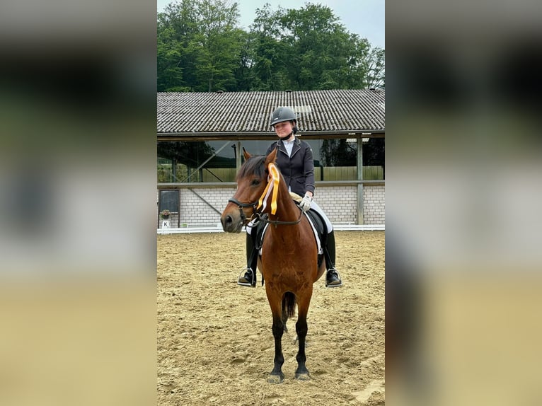 Duitse rijpony Ruin 11 Jaar 143 cm Bruin in Gevelsberg