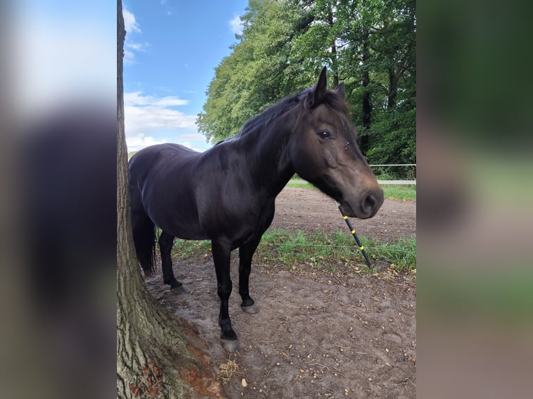 Duitse rijpony Ruin 11 Jaar 143 cm Donkerbruin in Jeggau