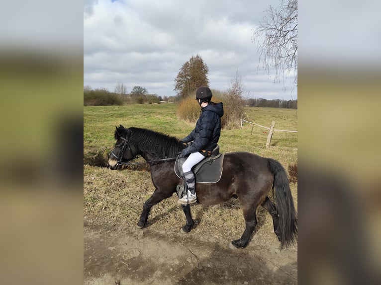 Duitse rijpony Ruin 11 Jaar 143 cm Donkerbruin in Jeggau