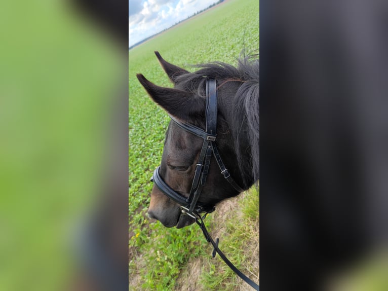 Duitse rijpony Ruin 11 Jaar 143 cm Donkerbruin in Jeggau