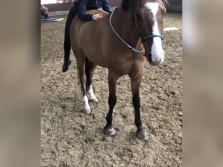 Duitse rijpony Ruin 11 Jaar 145 cm Falbe in Dobersdorf