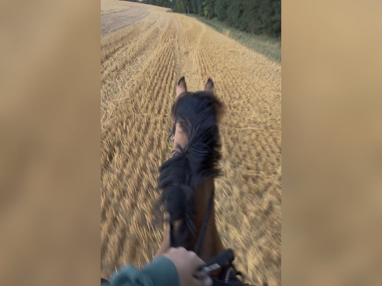 Duitse rijpony Ruin 11 Jaar 145 cm Falbe in Dobersdorf