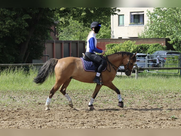 Duitse rijpony Ruin 11 Jaar 145 cm Falbe in Dobersdorf