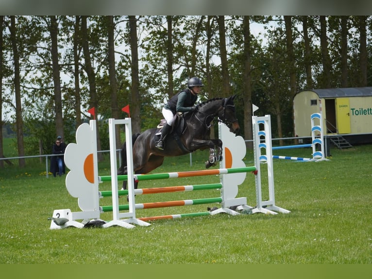 Duitse rijpony Ruin 11 Jaar 146 cm Bruin in Damm