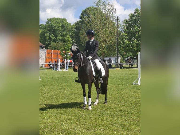 Duitse rijpony Ruin 11 Jaar 146 cm Bruin in Damm