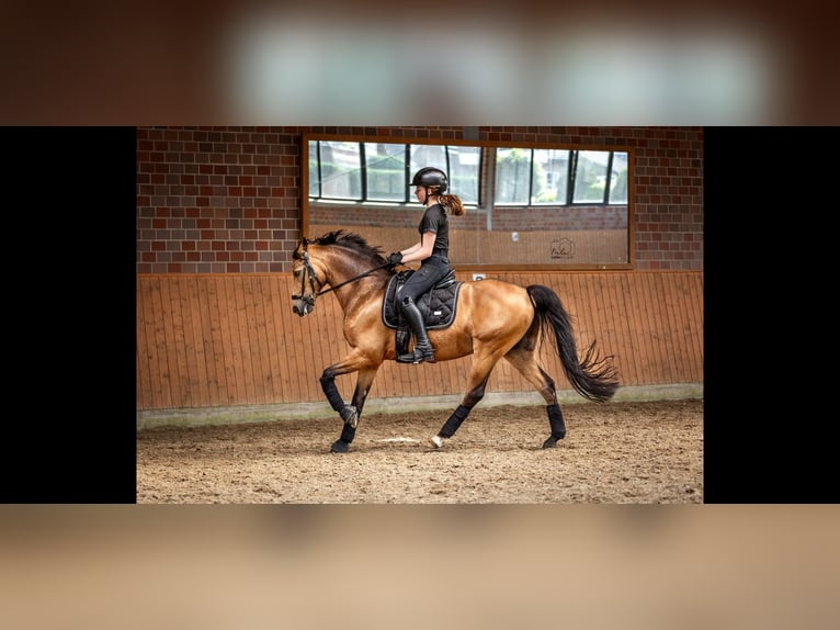 Duitse rijpony Ruin 11 Jaar 146 cm in Dorsten