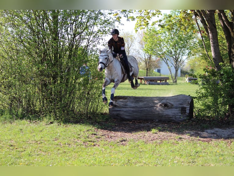 Duitse rijpony Ruin 11 Jaar 146 cm Schimmel in Geltendorf