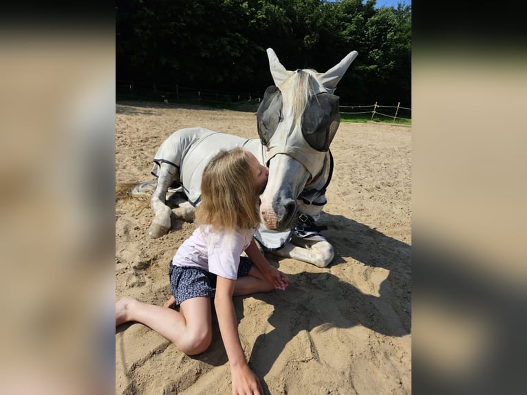 Duitse rijpony Ruin 11 Jaar 146 cm Schimmel in Geltendorf