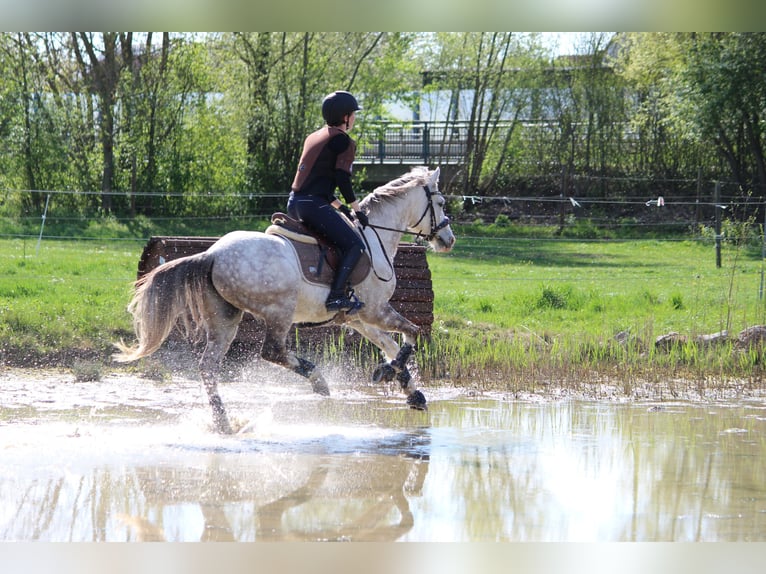 Duitse rijpony Ruin 11 Jaar 146 cm Schimmel in Geltendorf