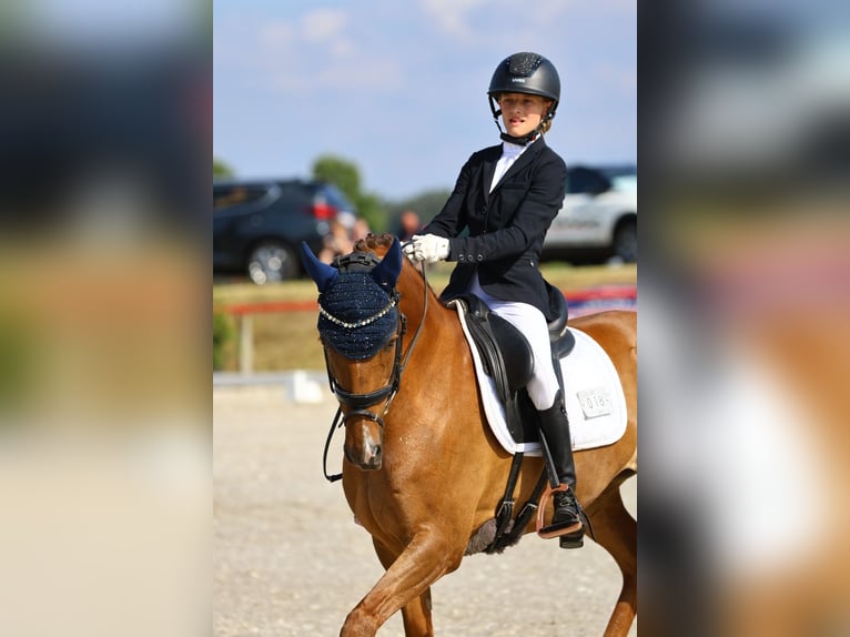 Duitse rijpony Ruin 11 Jaar 146 cm Vos in Görlitz
