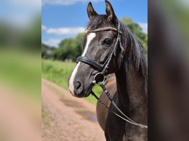 Duitse rijpony Ruin 11 Jaar 146 cm Zwart in Hentern
