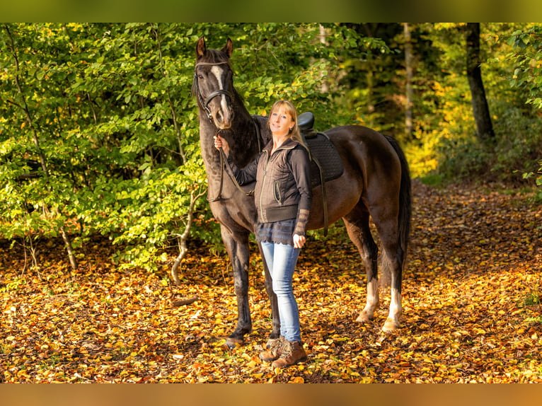 Duitse rijpony Ruin 11 Jaar 146 cm Zwart in Hentern