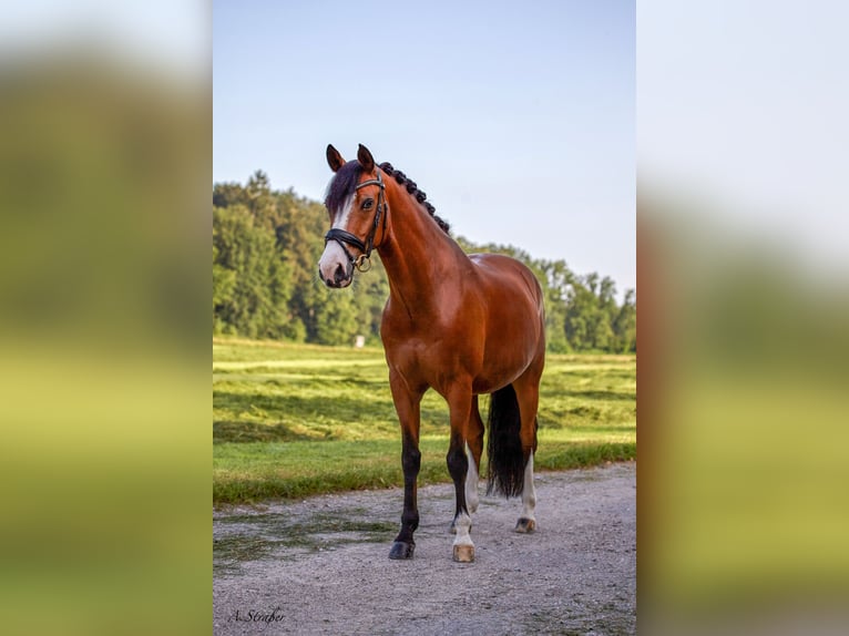 Duitse rijpony Ruin 11 Jaar 147 cm Bruin in Petting