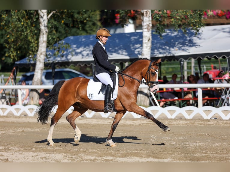 Duitse rijpony Ruin 11 Jaar 147 cm Bruin in Petting