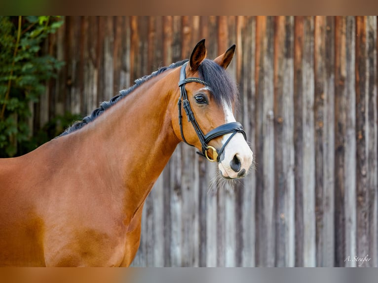 Duitse rijpony Ruin 11 Jaar 147 cm Bruin in Petting