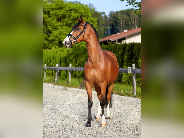 Duitse rijpony Ruin 11 Jaar 147 cm Bruin in Petting