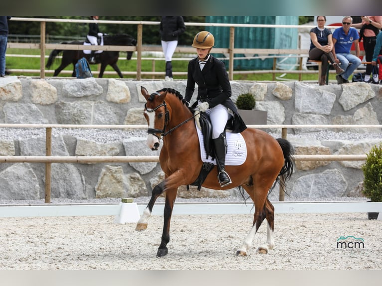 Duitse rijpony Ruin 11 Jaar 147 cm Bruin in Petting