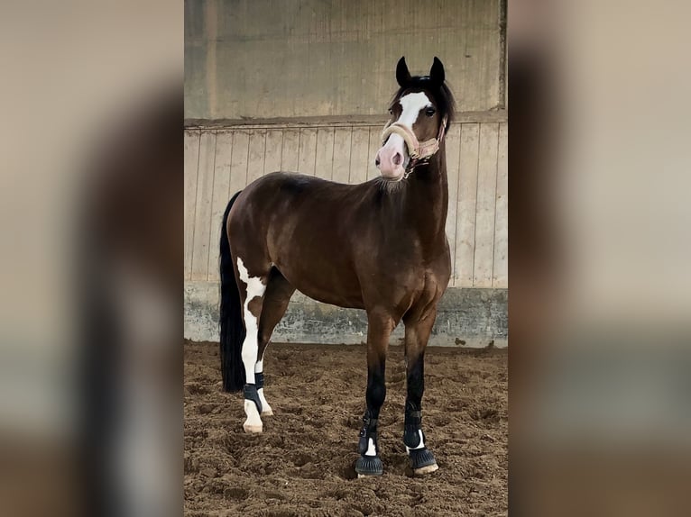 Duitse rijpony Ruin 11 Jaar 148 cm Bruin in Pforzheim