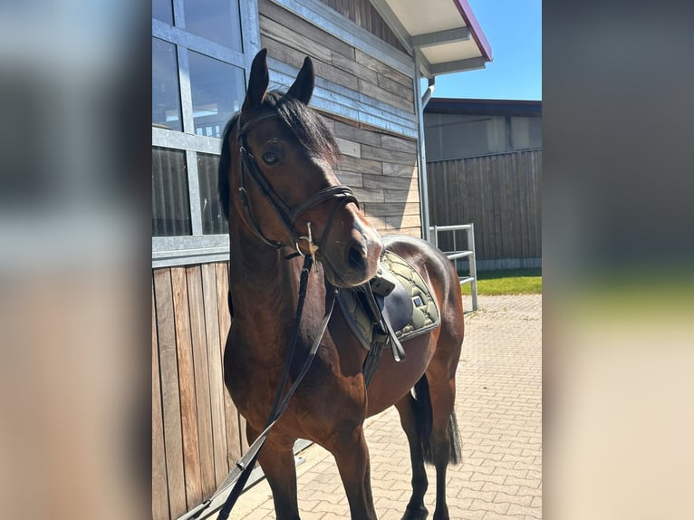 Duitse rijpony Ruin 11 Jaar 148 cm Donkerbruin in Dahlen