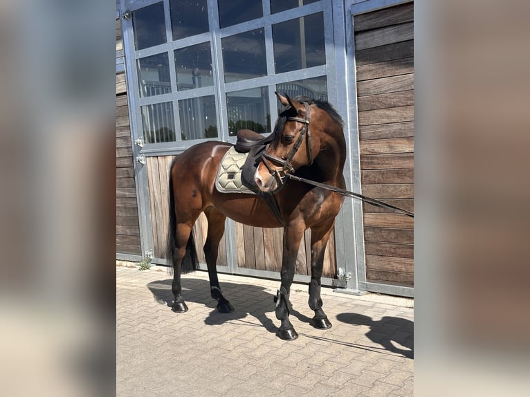 Duitse rijpony Ruin 11 Jaar 148 cm Donkerbruin in Leipzig