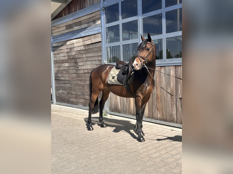 Duitse rijpony Ruin 11 Jaar 148 cm Donkerbruin in Leipzig