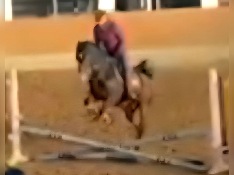 Duitse rijpony Ruin 11 Jaar 148 cm Donkerbruin in Wolmirstedt