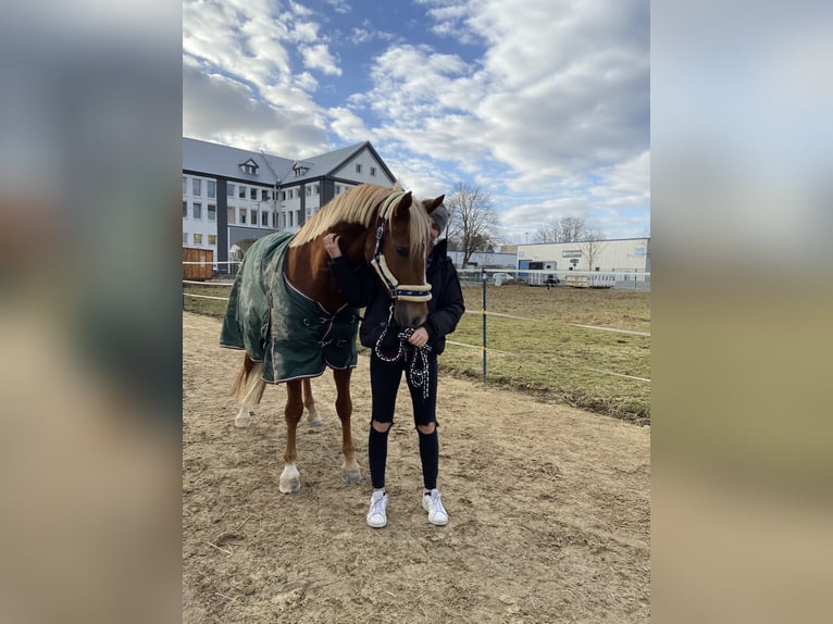 Duitse rijpony Ruin 11 Jaar 148 cm Donkere-vos in Alfeld