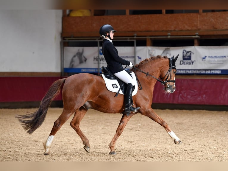 Duitse rijpony Ruin 11 Jaar 148 cm Donkere-vos in Baldham