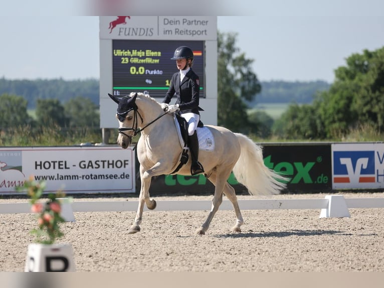 Duitse rijpony Ruin 11 Jaar 148 cm Palomino in Edermünde