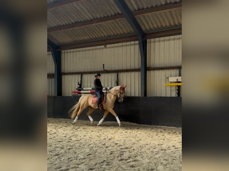 Duitse rijpony Ruin 11 Jaar 148 cm Palomino in Geesteren