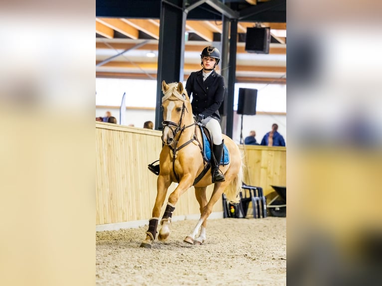 Duitse rijpony Ruin 11 Jaar 148 cm Palomino in Geesteren